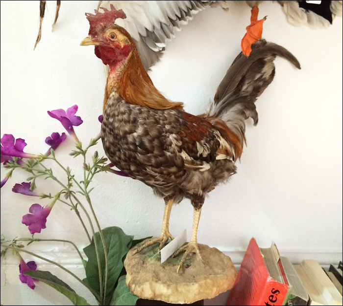 Chicken at galerie Chardon; pic: Cynthia Rose